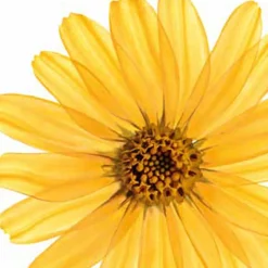 Kneipp Massageolie En Massagelotion><noscript><img width=