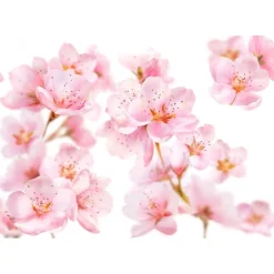 Kneipp Badschuim><noscript><img width=