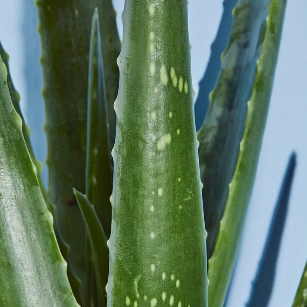 Nivea Sun Aftersun>Kalmerende Aftersun Spray